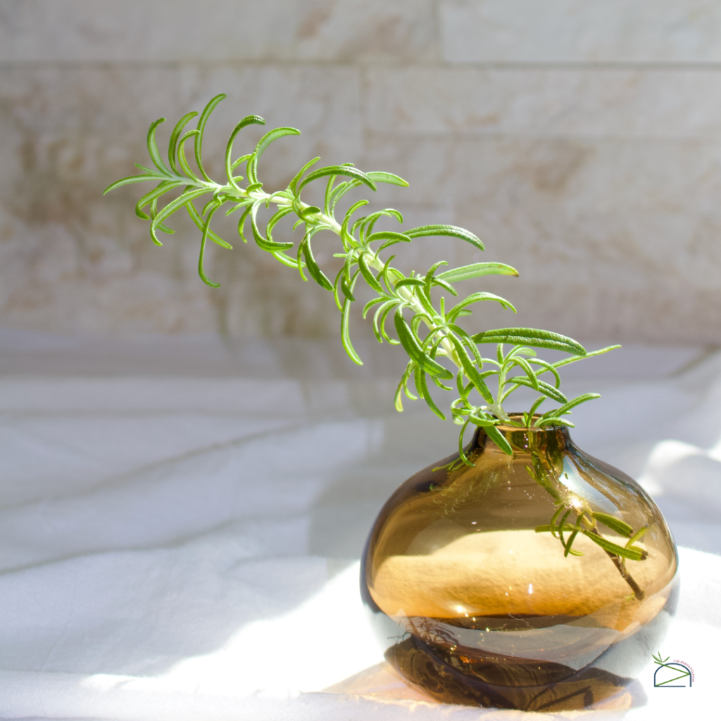 JFA Hoja de romero en envase de cristal.